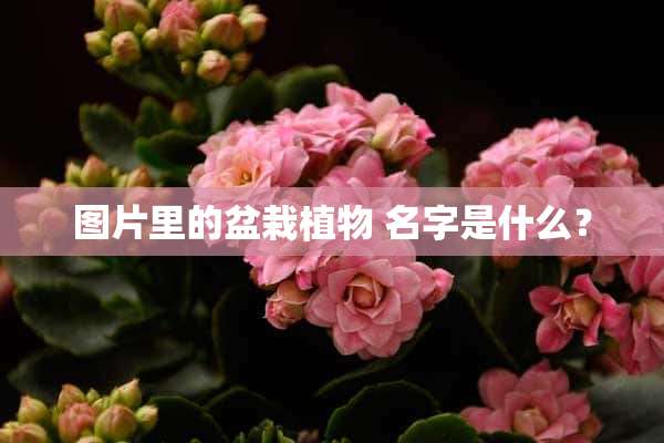 图片里的盆栽植物 名字是什么？