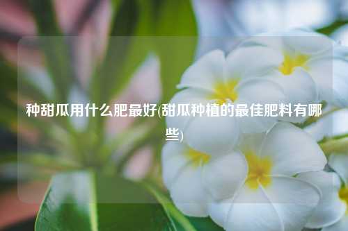 种甜瓜用什么肥最好(甜瓜种植的最佳肥料有哪些) 种植业