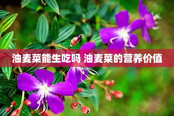 油麦菜能生吃吗 油麦菜的营养价值