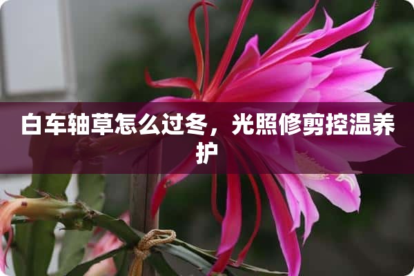 白车轴草怎么过冬，光照修剪控温养护