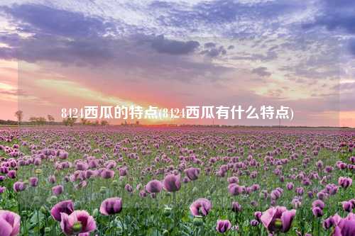 8424西瓜的特点(8424西瓜有什么特点) 种植业