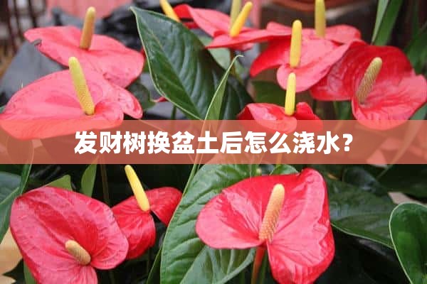 发财树换盆土后怎么浇水？