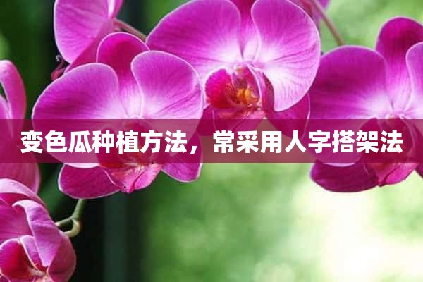 变色瓜种植方法，常采用人字搭架法