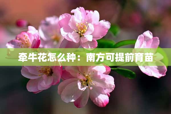 牵牛花怎么种：南方可提前育苗