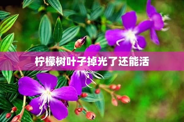 柠檬树叶子掉光了还能活