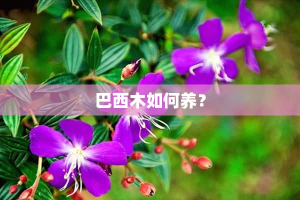 巴西木如何养？