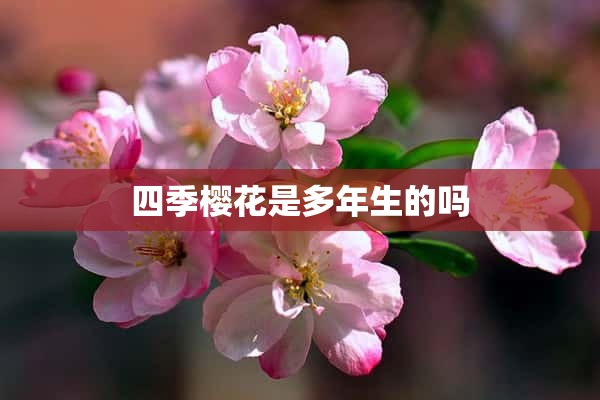 四季樱花是多年生的吗