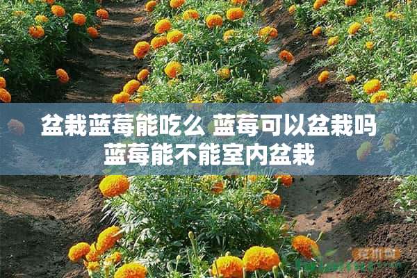 盆栽蓝莓能吃么 蓝莓可以盆栽吗蓝莓能不能室内盆栽