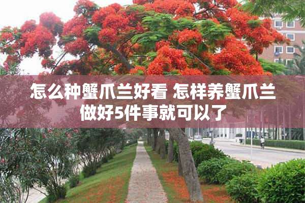 怎么种蟹爪兰好看 怎样养蟹爪兰做好5件事就可以了