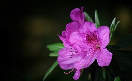 杜鹃花的花语是什么？杜鹃花有什么寓意？