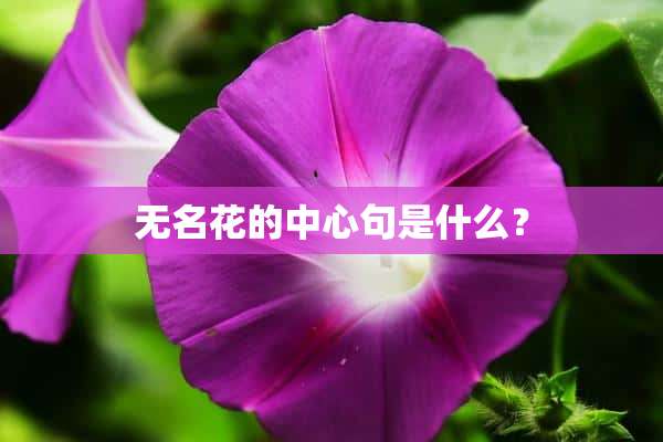 无名花的中心句是什么？