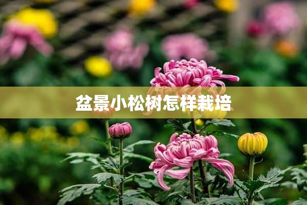 盆景小松树怎样栽培