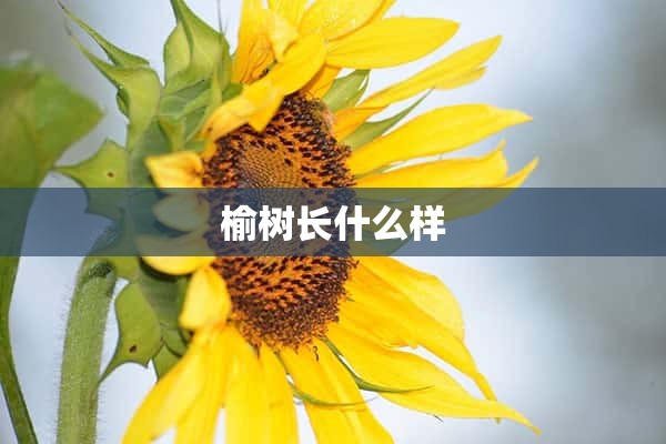 榆树长什么样