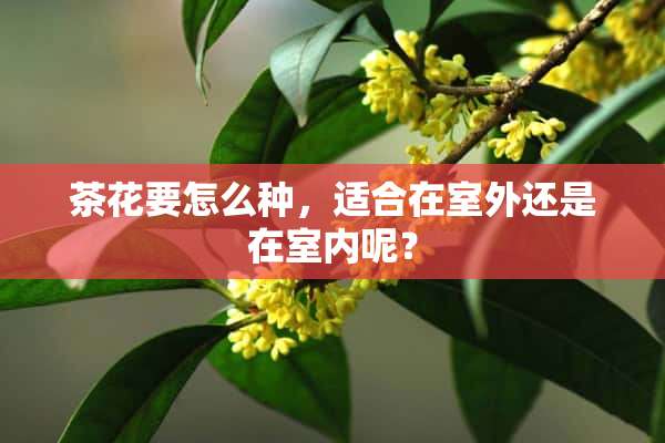 茶花要怎么种，适合在室外还是在室内呢？