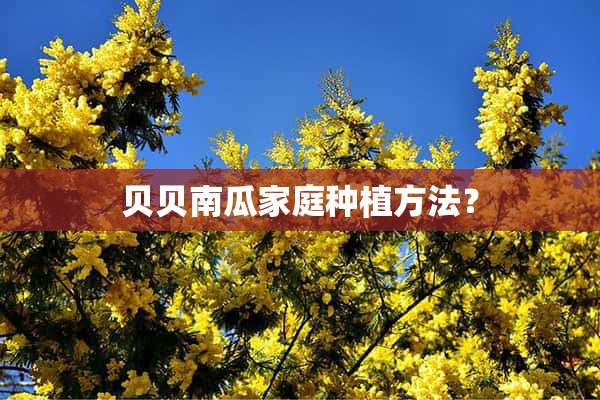 贝贝南瓜家庭种植方法？