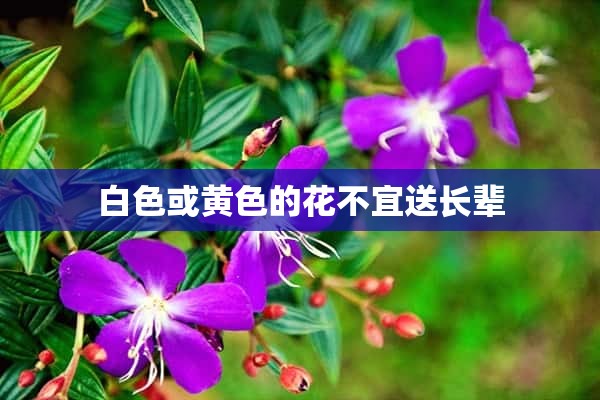 白色或黄色的花不宜送长辈