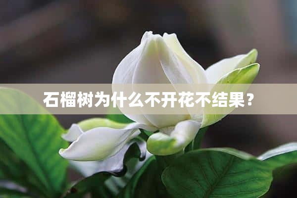 石榴树为什么不开花不结果？