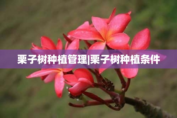 栗子树种植管理|栗子树种植条件