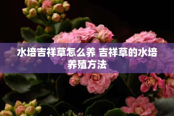 水培吉祥草怎么养 吉祥草的水培养殖方法