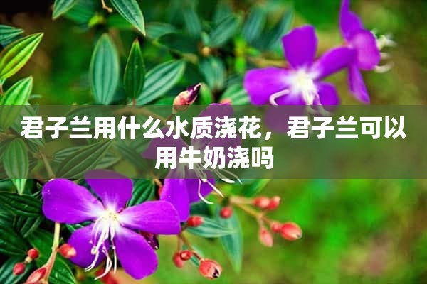 君子兰用什么水质浇花，君子兰可以用牛奶浇吗