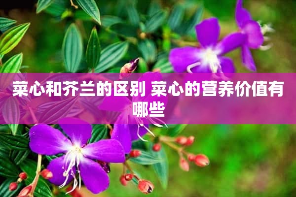 菜心和芥兰的区别 菜心的营养价值有哪些