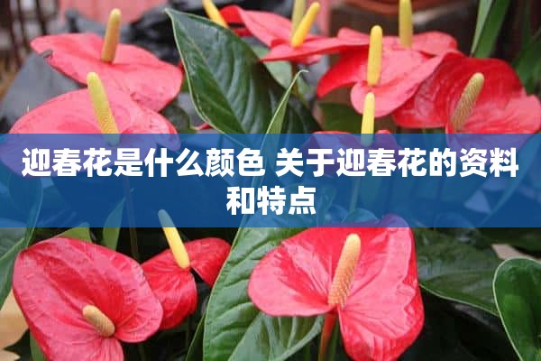 迎春花是什么颜色 关于迎春花的资料和特点