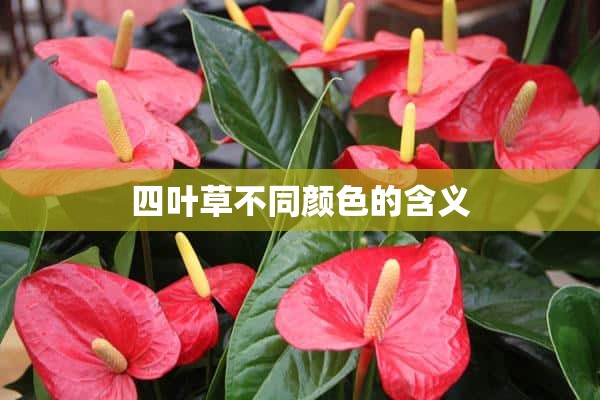 四叶草不同颜色的含义