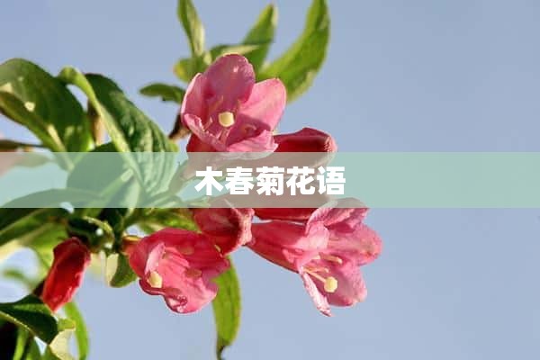 木春菊花语