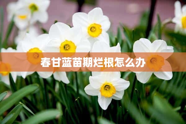 春甘蓝苗期烂根怎么办