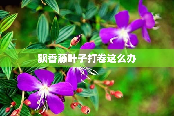 飘香藤叶子打卷这么办