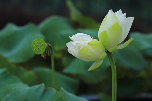 并蒂莲的花语是什么？并蒂莲适合送给谁？