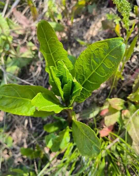 药用价值高的野萝卜，也是营养丰富的野菜