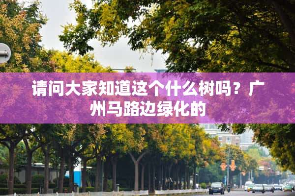 请问大家知道这个什么树吗？广州马路边绿化的