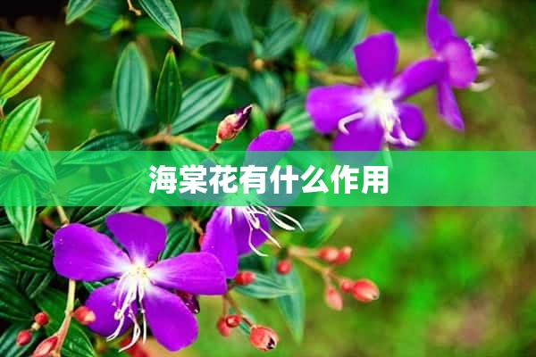 海棠花有什么作用