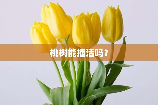 桃树能插活吗？