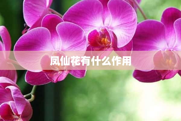 凤仙花有什么作用