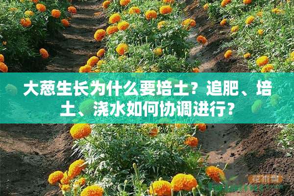 大葱生长为什么要培土？追肥、培土、浇水如何协调进行？