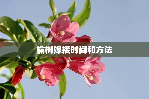 榆树嫁接时间和方法