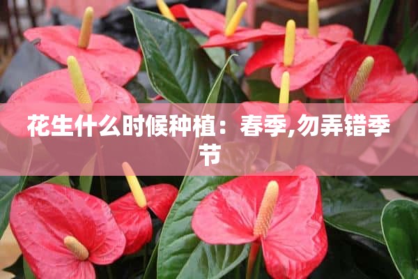 花生什么时候种植：春季,勿弄错季节