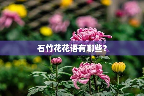 石竹花花语有哪些？