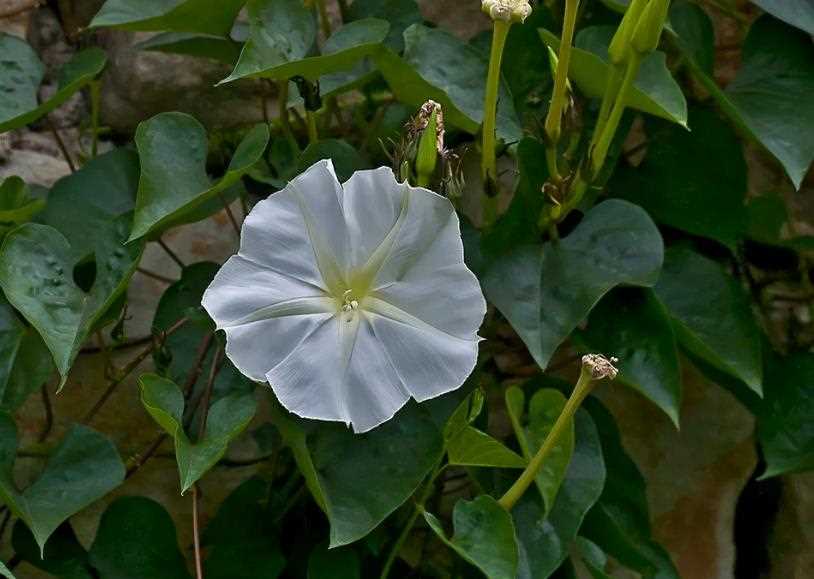 月光花长什么样子，什么时候开花？