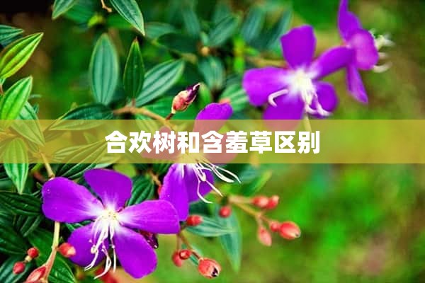 合欢树和含羞草区别