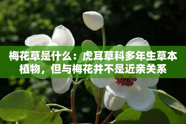 梅花草是什么：虎耳草科多年生草本植物，但与梅花并不是近亲关系