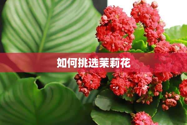 如何挑选茉莉花