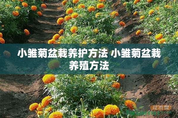 小雏菊盆栽养护方法 小雏菊盆栽养殖方法