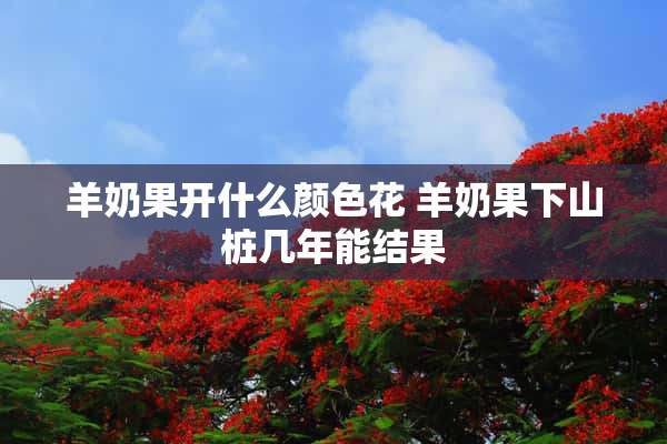 羊奶果开什么颜色花 羊奶果下山桩几年能结果