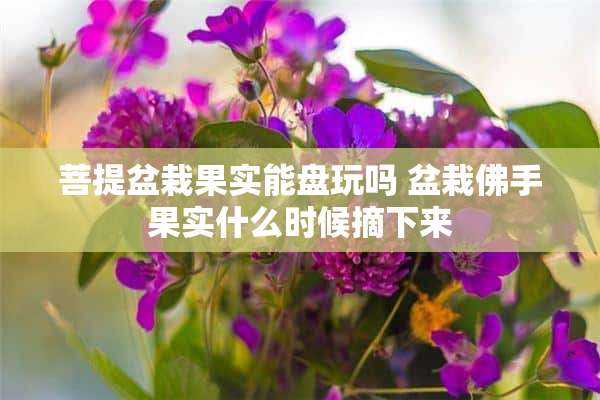 菩提盆栽果实能盘玩吗 盆栽佛手果实什么时候摘下来