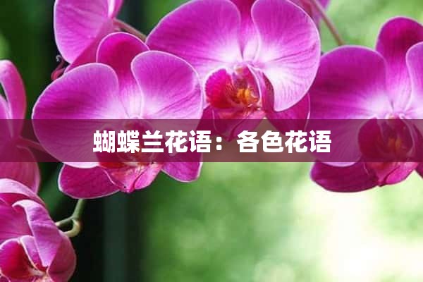 蝴蝶兰花语：各色花语