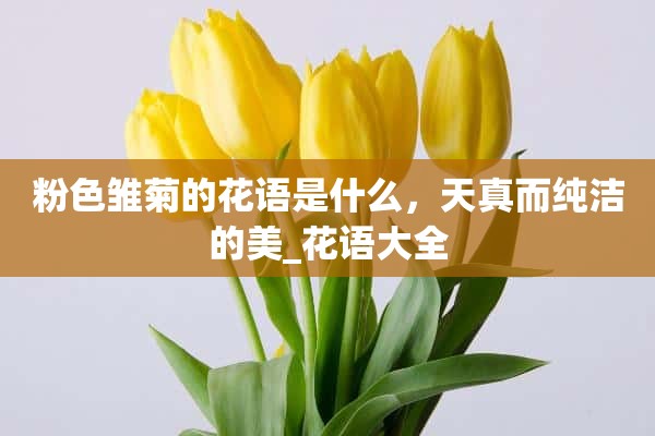 粉色雏菊的花语是什么，天真而纯洁的美_花语大全