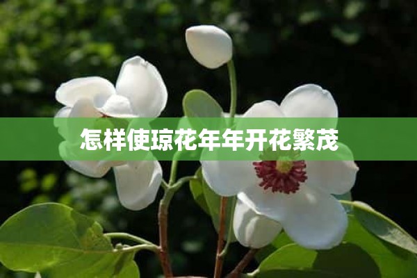 怎样使琼花年年开花繁茂